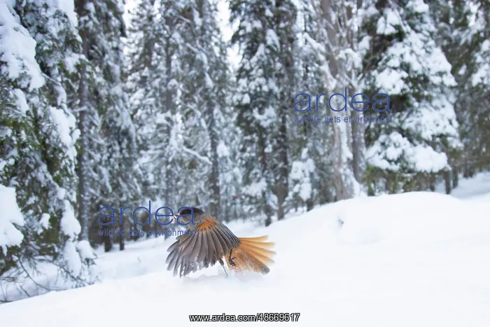 : Siberian Jay 113, S-E Arndt : Siberian Jay 113, S-E Arndt
