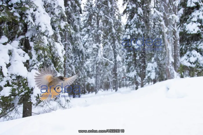 : Siberian Jay 115, S-E Arndt : Siberian Jay 115, S-E Arndt
