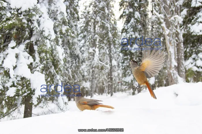 : Siberian Jay 117, S-E Arndt : Siberian Jay 117, S-E Arndt