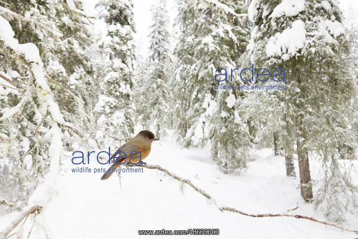 : Siberian Jay 135, S-E Arndt : Siberian Jay 135, S-E Arndt