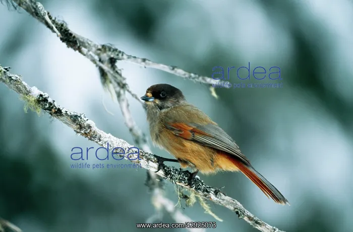  : Siberian JAY