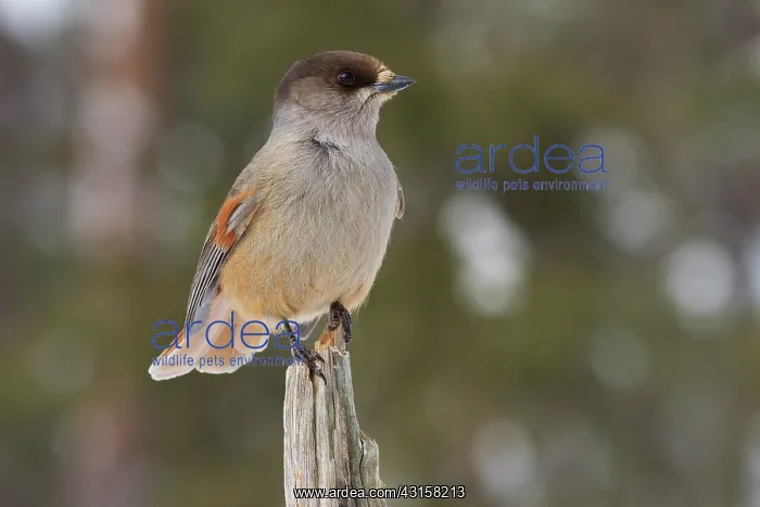  : Siberian Jay