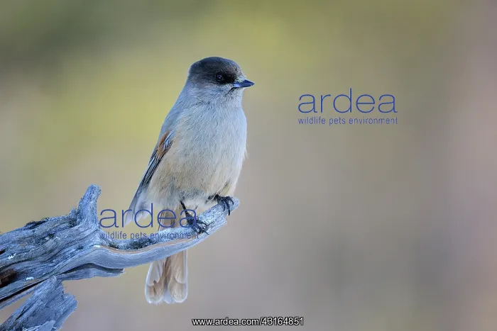 : Siberian Jay : Siberian Jay