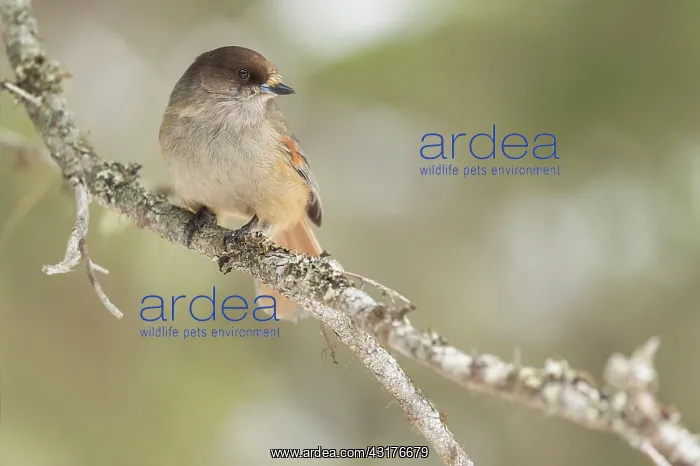 : Siberian Jay : Siberian Jay