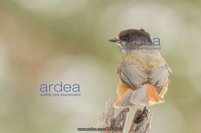 : Siberian Jay : Siberian Jay