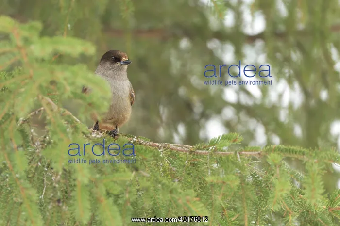 : Siberian Jay : Siberian Jay
