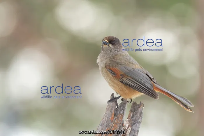 : Siberian Jay : Siberian Jay
