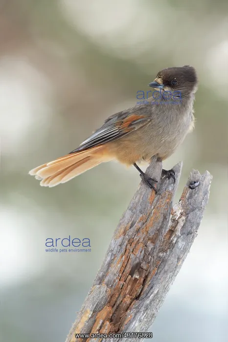 : Siberian Jay : Siberian Jay