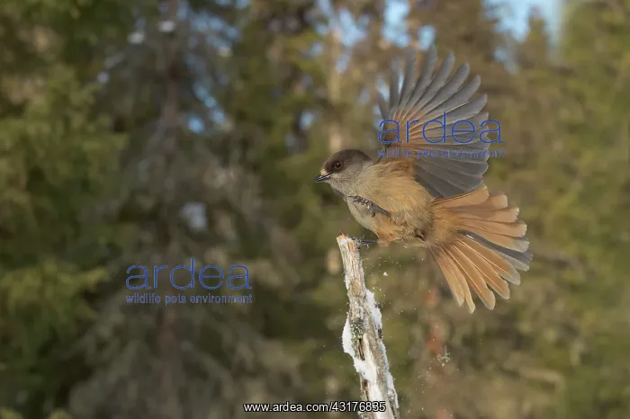 : Siberian Jay : Siberian Jay