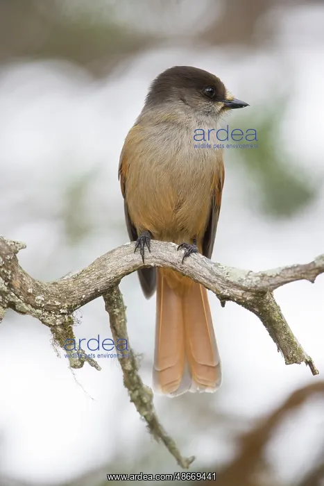 : Siberian jay 66 : Siberian jay 66