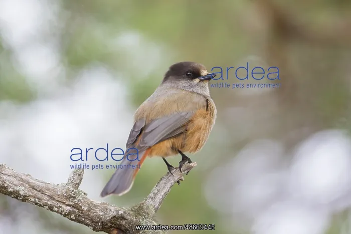 : Siberian jay 69 : Siberian jay 69