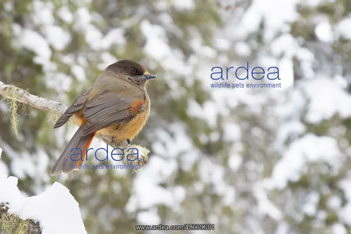: Siberian Jay 76, S-E Arndt : Siberian Jay 76, S-E Arndt