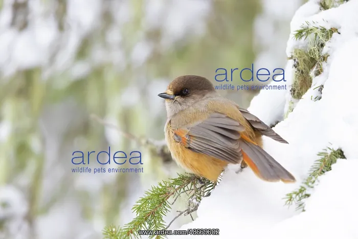 : Siberian Jay 79, S-E Arndt : Siberian Jay 79, S-E Arndt