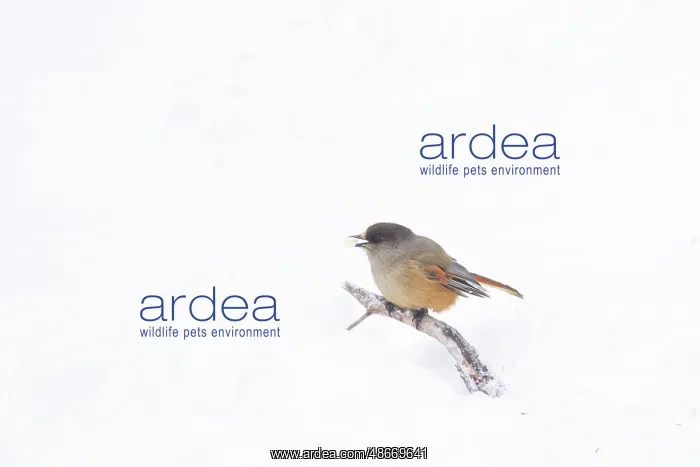 : Siberian Jay 81, S-E Arndt : Siberian Jay 81, S-E Arndt