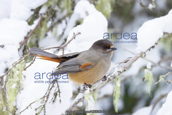  : Siberian Jay 90, S-E Arndt