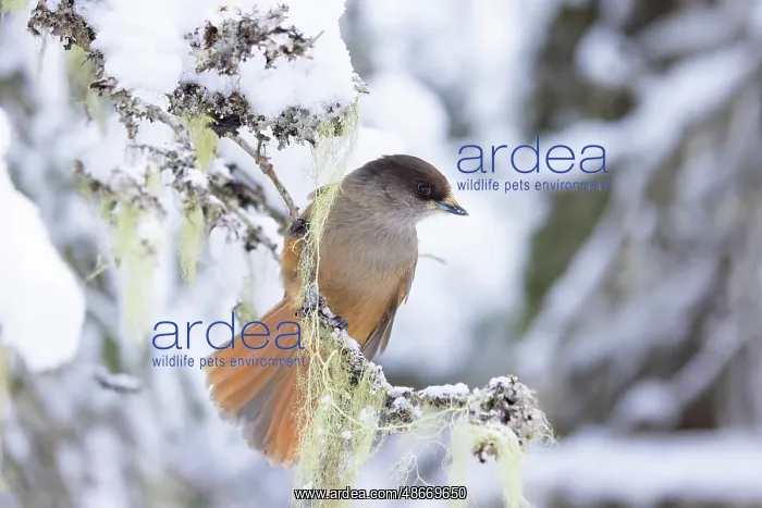 : Siberian Jay 93, S-E Arndt : Siberian Jay 93, S-E Arndt