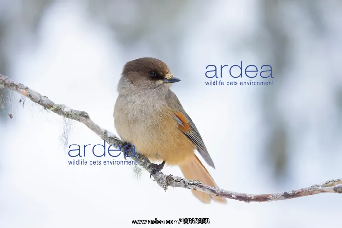 : Siberian Jay 98, S-E Arndt : Siberian Jay 98, S-E Arndt
