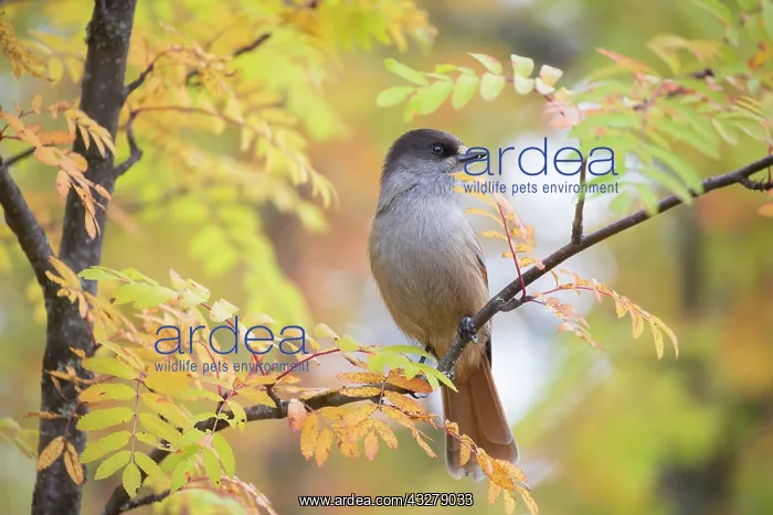 : Siberian Jay - adult bird - Sweden : Siberian Jay - adult bird - Sweden