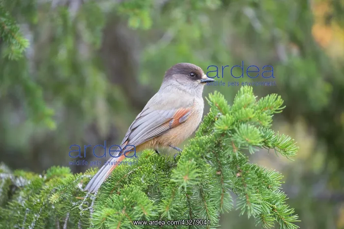 : Siberian Jay - adult bird - Sweden : Siberian Jay - adult bird - Sweden