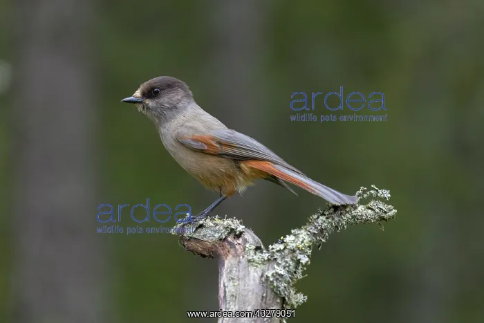 : Siberian Jay - adult bird - Sweden : Siberian Jay - adult bird - Sweden