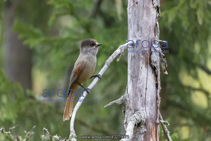 : Siberian Jay - adult bird - Sweden : Siberian Jay - adult bird - Sweden