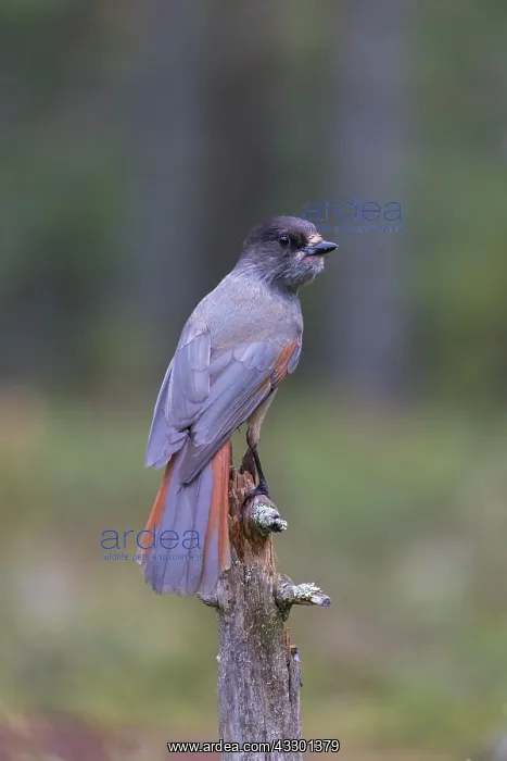 : Siberian Jay - adult bird - Sweden : Siberian Jay - adult bird - Sweden