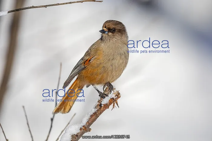 : Siberian Jay - adult Siberian Jay sitting on a twig : Siberian Jay - adult Siberian Jay sitting on a twig