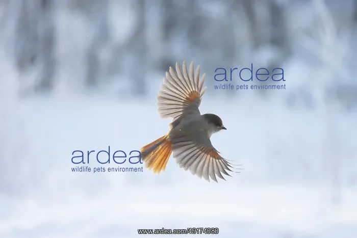 : Siberian Jay flight : Siberian Jay flight
