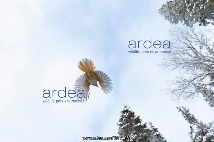  : Siberian Jay flight