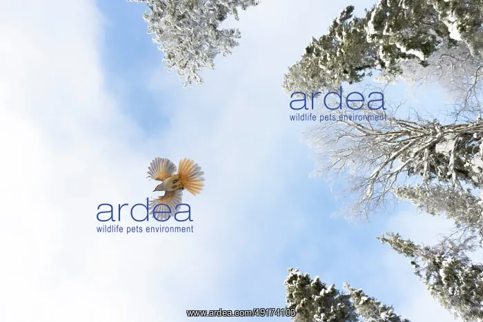 : Siberian Jay flight : Siberian Jay flight
