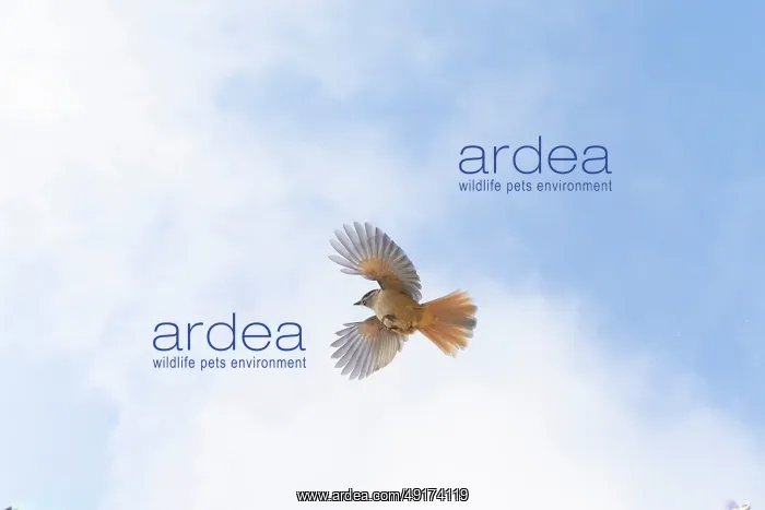 : Siberian Jay flight : Siberian Jay flight