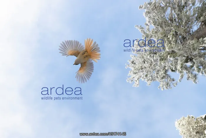 : Siberian Jay flight : Siberian Jay flight