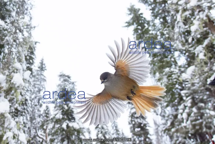: Siberian Jay flight : Siberian Jay flight