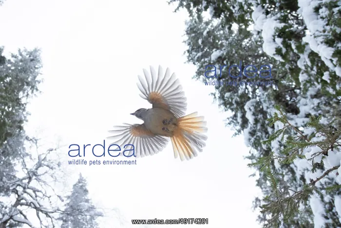 : Siberian Jay flight : Siberian Jay flight