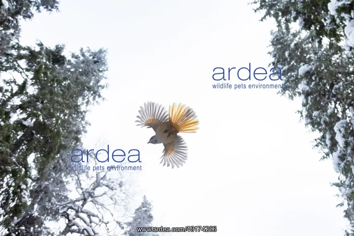 : Siberian Jay flight : Siberian Jay flight