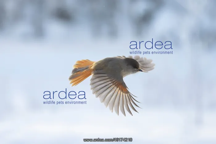 : Siberian Jay flight : Siberian Jay flight