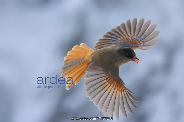 : Siberian Jay flight : Siberian Jay flight