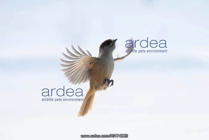 : Siberian Jay flight : Siberian Jay flight