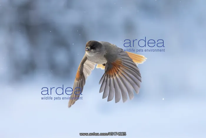 : Siberian Jay flight : Siberian Jay flight