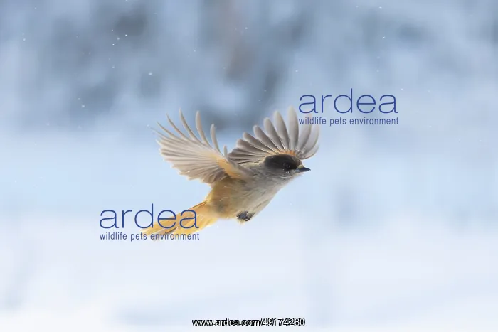 : Siberian Jay flight : Siberian Jay flight