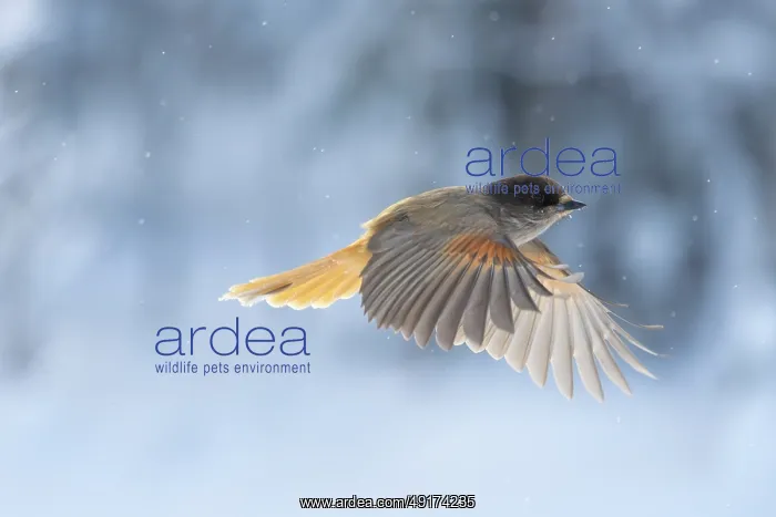 : Siberian Jay flight : Siberian Jay flight