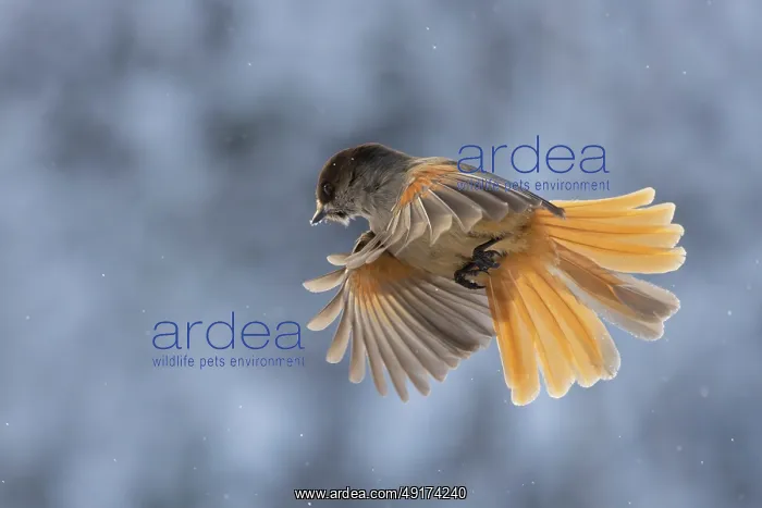 : Siberian Jay flight : Siberian Jay flight