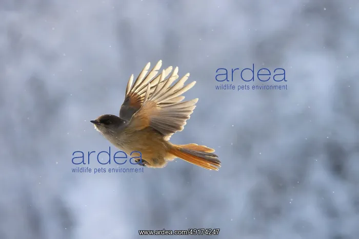  : Siberian Jay flight