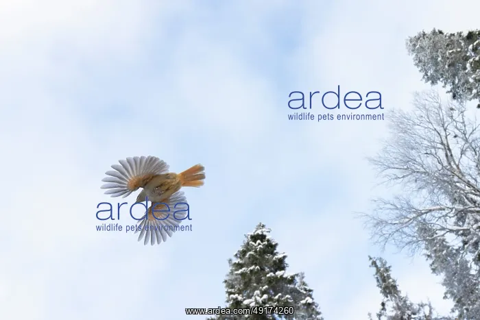 : Siberian Jay flight : Siberian Jay flight
