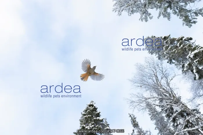 : Siberian Jay flight : Siberian Jay flight
