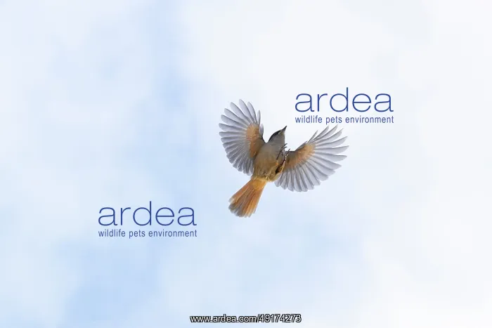 : Siberian Jay flight : Siberian Jay flight