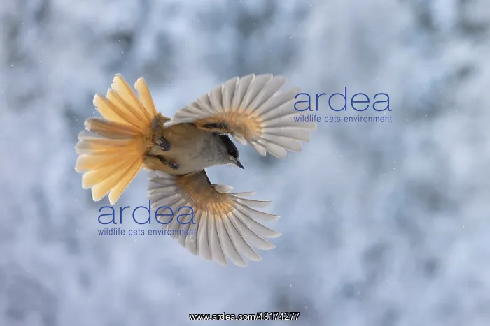 : Siberian Jay flight : Siberian Jay flight