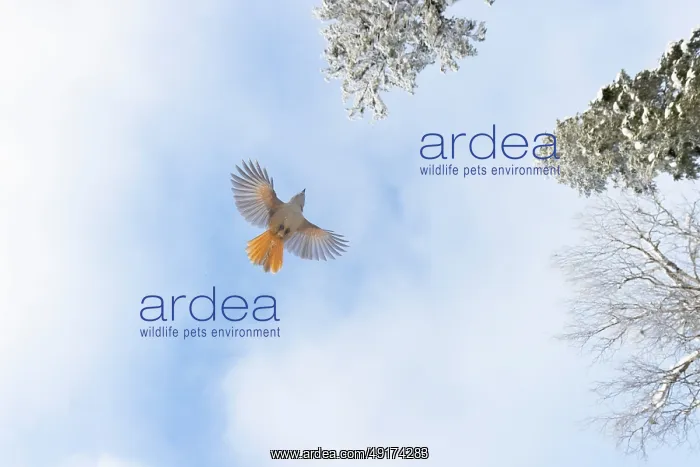 : Siberian Jay flight : Siberian Jay flight