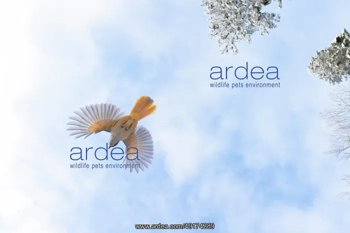  : Siberian Jay flight