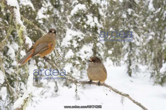 : Siberian Jay pair : Siberian Jay pair